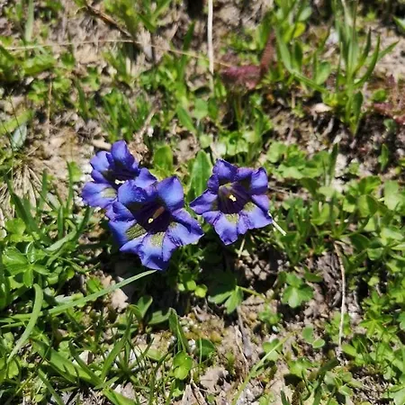 Vandrarhem Touristenheim Bergfreude *